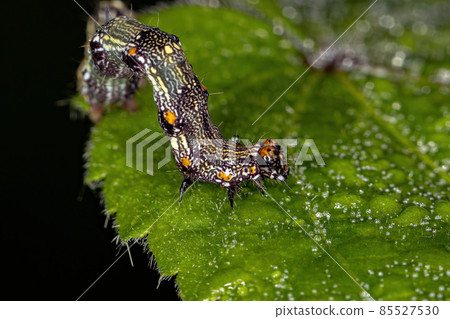 small Butterfly larva small Butterfly larva 85527530