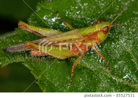 Adult Stridulating Slant-faced Grasshopper Adult Stridulating Slant-faced Grasshopper 85527531