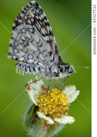Adult Orcus Checkered-Skipper Moth Adult Orcus Checkered-Skipper Moth 85527532