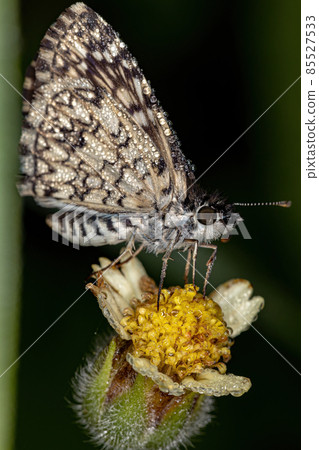 Adult Orcus Checkered-Skipper Moth Adult Orcus Checkered-Skipper Moth 85527533