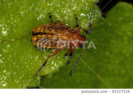 Adult Leaf Beetle 85527538