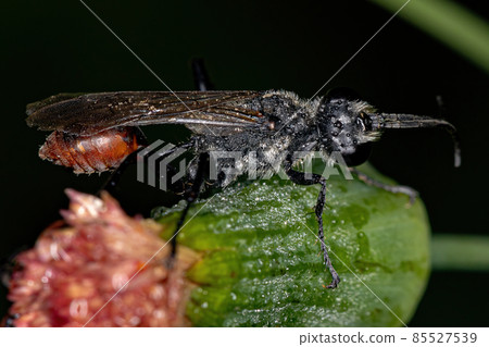 Adult Thread-waisted Wasp 85527539