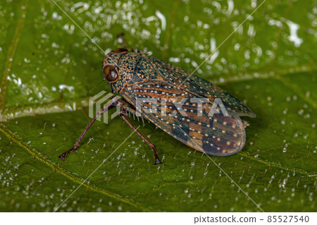 adult Typical Leafhopper 85527540