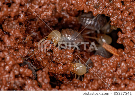 Small Worker Termites 85527541