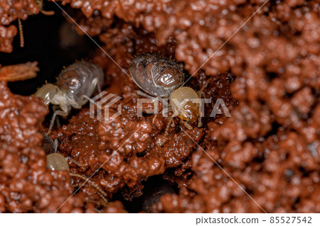 Small Worker Termites 85527542
