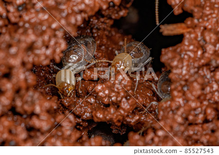 Small Worker Termites 85527543