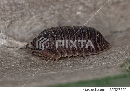 Little Sea Pill Woodlouse Little Sea Pill Woodlouse 85527551