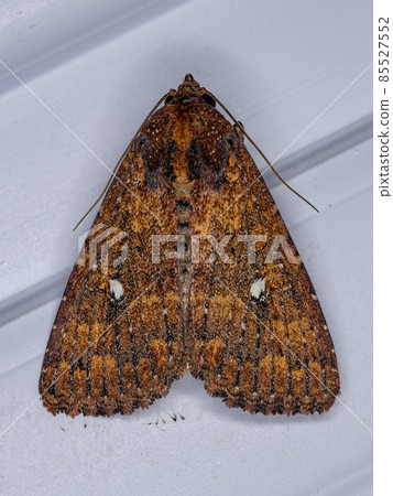 Adult Brown Moth 85527552