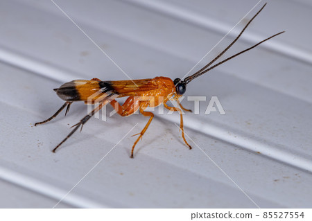 Adult Ichneumonid Wasp 85527554