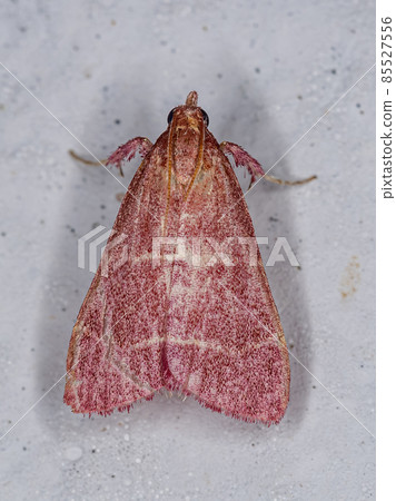Adult Scaly-legged Pyralid Moth 85527556