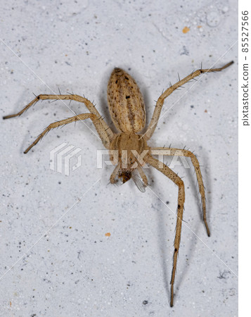 Adult Female Running Crab Spider Adult Female Running Crab Spider 85527566