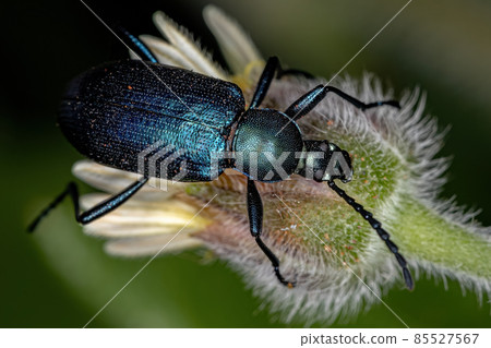 Adult Comb-clawed Darkling Beetle 85527567