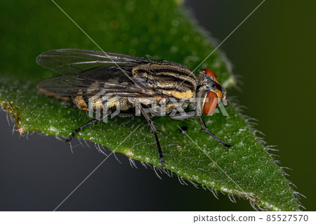 Adult Flesh Fly 85527570