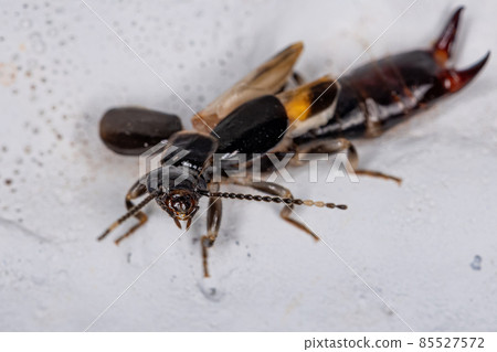 Adult Common Earwig 85527572
