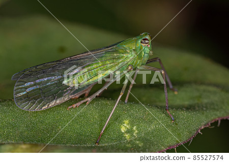Adult Green Dictyopharid Planthopper Insect Adult Green Dictyopharid Planthopper Insect 85527574