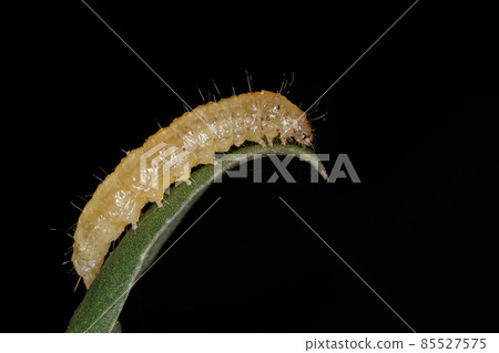 small moth larva small moth larva 85527575