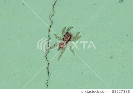 Small Gray Wall Jumping Spider Small Gray Wall Jumping Spider 85527588