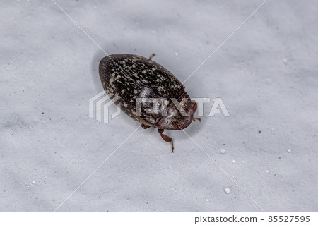 Adult Turtle Beetle Adult Turtle Beetle 85527595