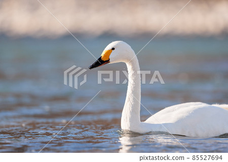Swan / swan / river Swan / swan / river 85527694