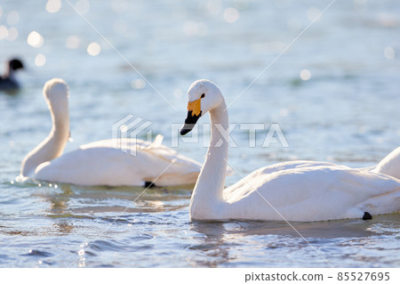 Swan / Swan / River_2 Swan / Swan / River_2 85527695