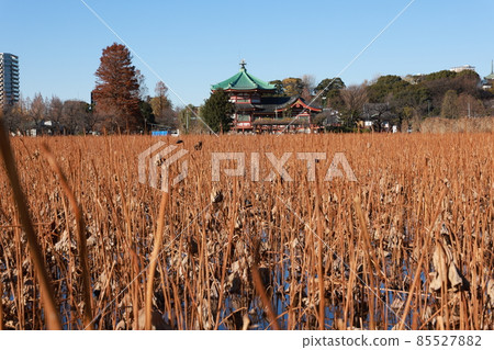 上野忍池的冬景 上野忍池的冬景 85527882