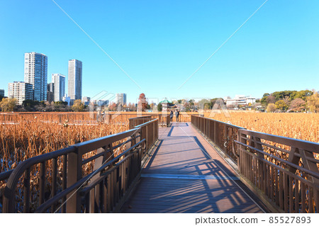 Winter landscape of Ueno Shinobazu Pond 85527893