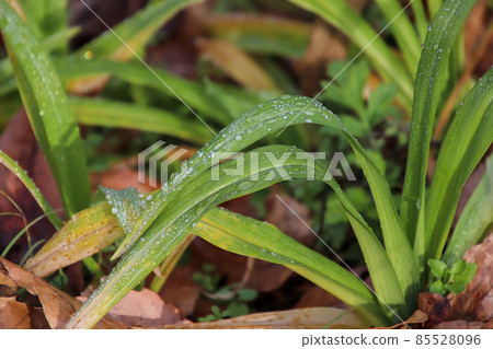 落露的冬天早晨草 落露的冬天早晨草 85528096