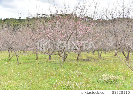 猩紅櫻花2022 猩紅櫻花2022 85528110