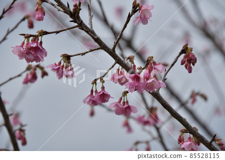 猩紅櫻花2022 猩紅櫻花2022 85528115