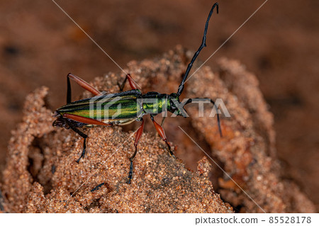 Adult Typical Longhorn Beetle 85528178