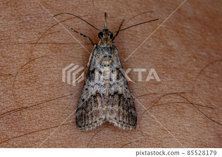 Adult Pyralid Snout Moth 85528179