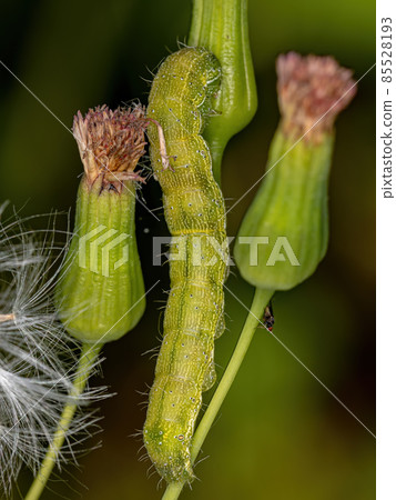 small moth caterpillar 85528193