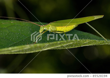 Adult Phaneropterine Katydid Adult Phaneropterine Katydid 85528194