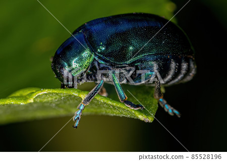 Adult Case-bearing Leaf Beetle 85528196