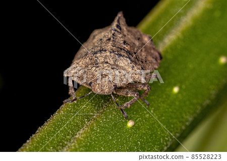 Adult Stink Bug Adult Stink Bug 85528223