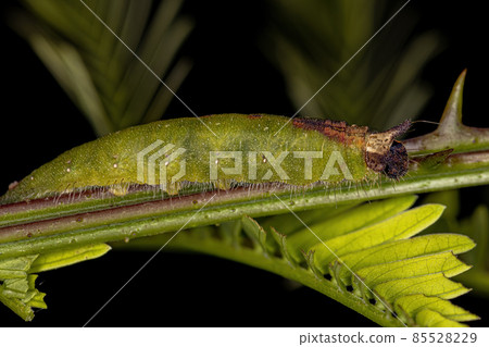 small moth caterpillar 85528229