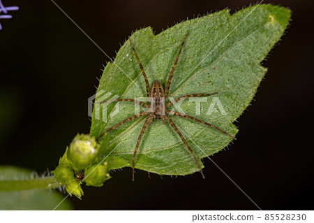 Adult Female Nursery Web Spider 85528230