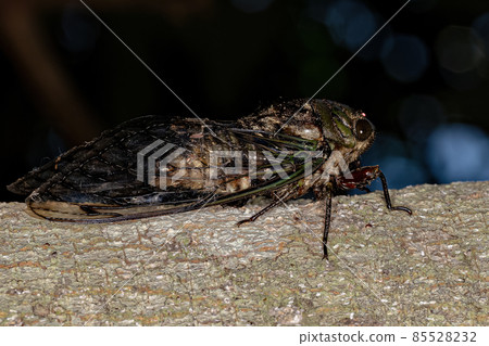 Adult Cicada Insect 85528232
