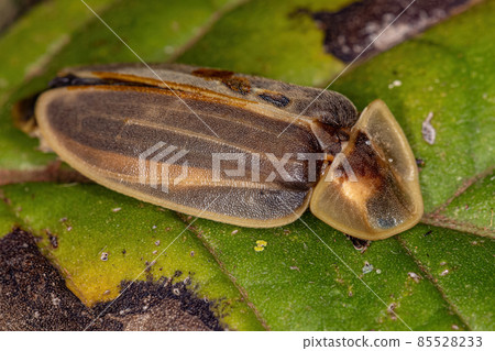 Adult Firefly Beetle Adult Firefly Beetle 85528233
