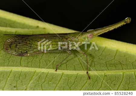 Adult Green Dictyopharid Planthopper Insect Adult Green Dictyopharid Planthopper Insect 85528240