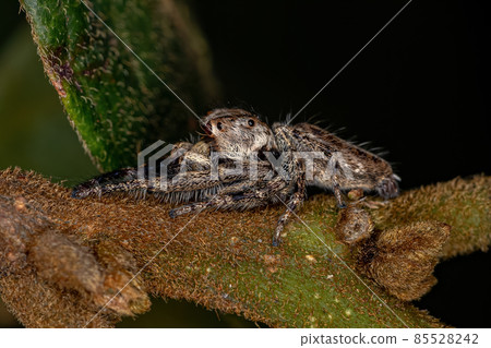 Adult Male Jumping Spider 85528242