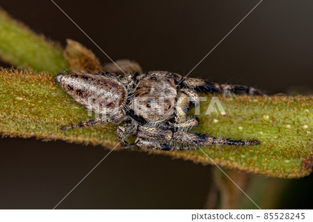 Adult Male Jumping Spider 85528245