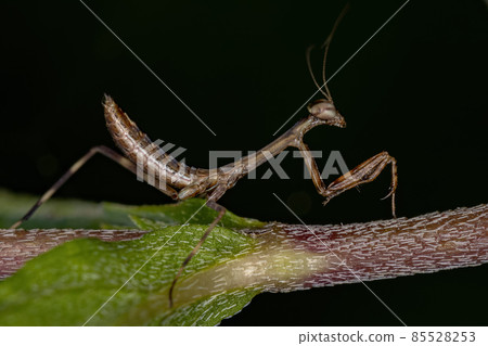 Small Mantid nymph 85528253