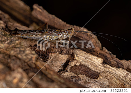 Adult Mantoidid Mantis 85528261