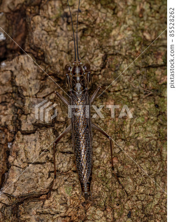 Adult Mantoidid Mantis 85528262