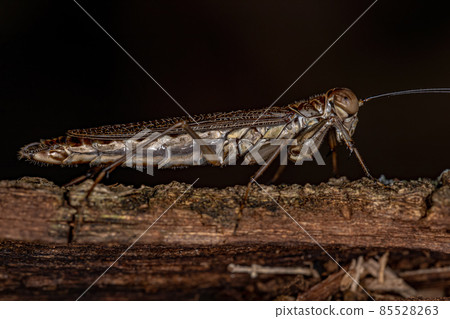 Adult Mantoidid Mantis 85528263