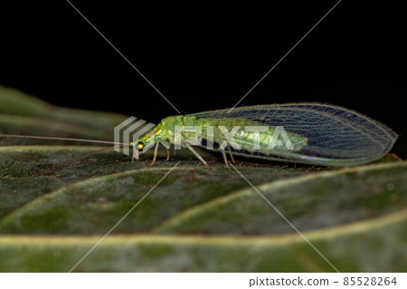 Adult Typical Green Lacewing Adult Typical Green Lacewing 85528264