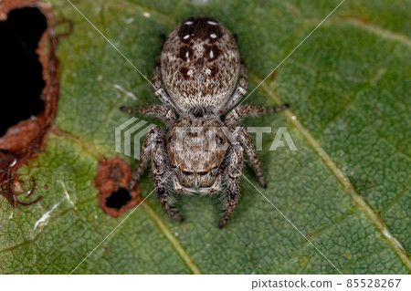 Adult Female Jumping Spider 85528267