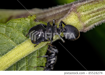 Adult Black Turtle Ant 85528274