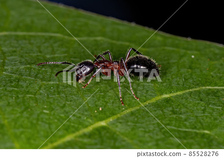 Adult Odorous Ant 85528276